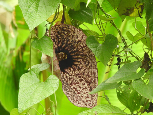 Pelicanflower (Aristolochia grandiflora)