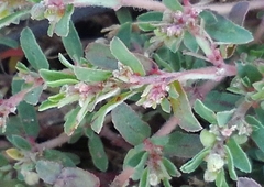 Euphorbia maculata