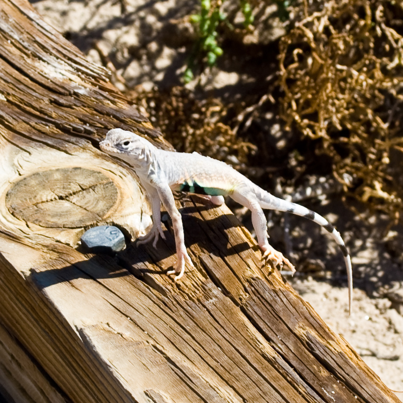 Zebra-tailed Lizard