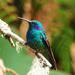 Green Violetear - Photo (c) Jerry Oldenettel, some rights reserved (CC BY-NC-SA)