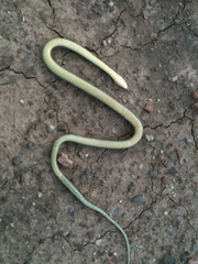 Thamnophis atratus