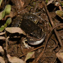 Leptodactylus latinasus
