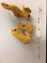 Cantharellus lateritius image