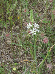 Ornithogalum narbonense