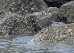 Butorides striata