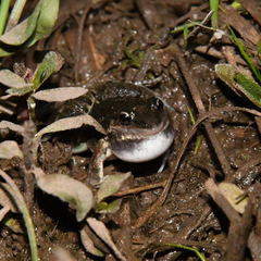 Leptodactylus latinasus