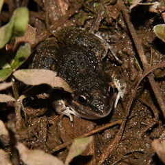 Leptodactylus latinasus