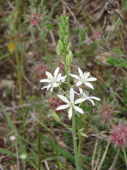 Ornithogalum narbonense