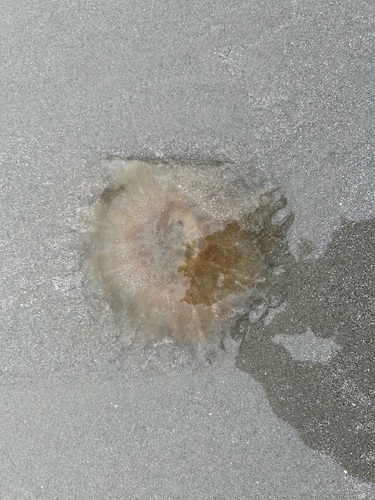 Atlantic Lion's Mane Jelly photographed in Rhode Island