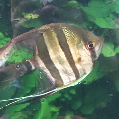Pterophyllum scalare