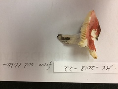 Russula rubriceps