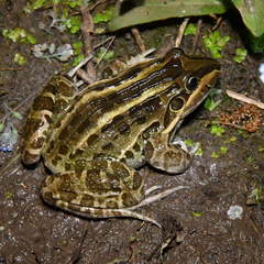 Leptodactylus luctator
