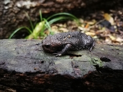 Breviceps acutirostris