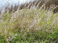 Schizachyrium