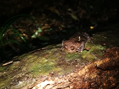 Breviceps acutirostris