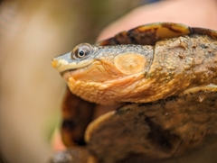Vanderhaege's Toad-Headed Turtle photo 2
