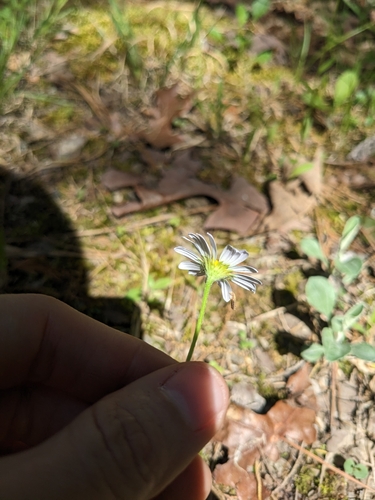 Image of Entireleaf Western Daisy (Astranthium integrifolium) by (c) Alaina Krakowiak, some rights reserved (CC BY)