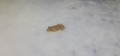 Eastern Water-holding Frog, Cyclorana platycephala