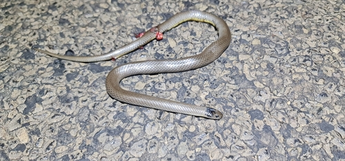 Grey Snake
