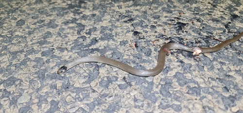 Grey Snake