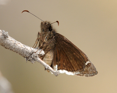 Erynnis juvenalis clitus