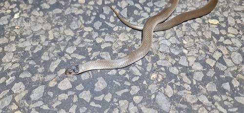 Grey Snake