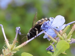 Xylocopa tabaniformis parkinsoniae