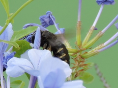 Xylocopa tabaniformis parkinsoniae