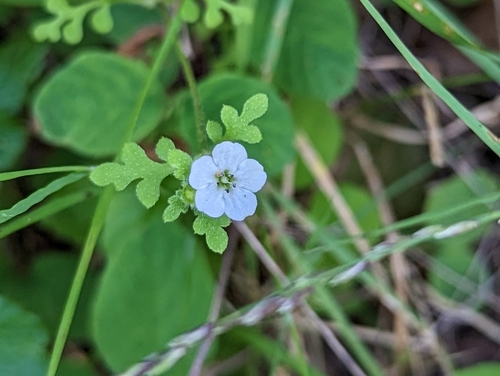 Small Baby Blue Eyes