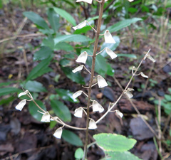 Scutellaria ovata