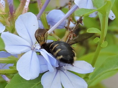 Xylocopa tabaniformis parkinsoniae