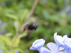 Xylocopa tabaniformis parkinsoniae