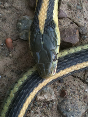 Thamnophis atratus