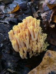 Ramaria calvodistalis