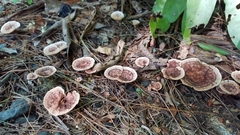 Microporellus