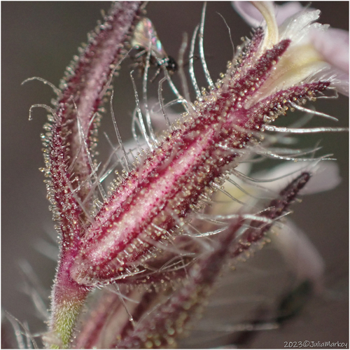Silene gallica