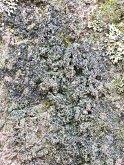 Rinodina ascociscana