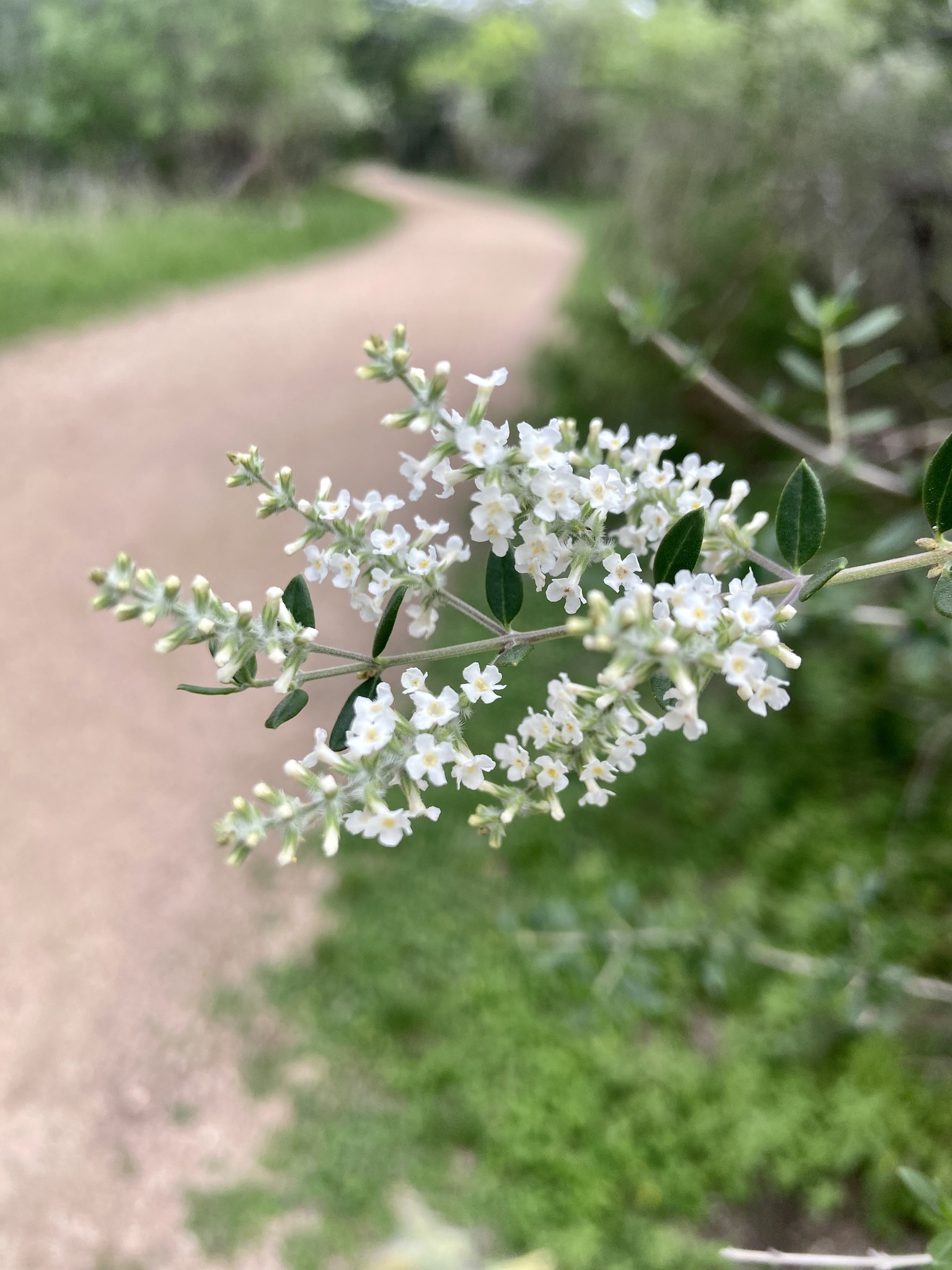 Aloysia