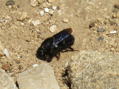 Megachile parietina