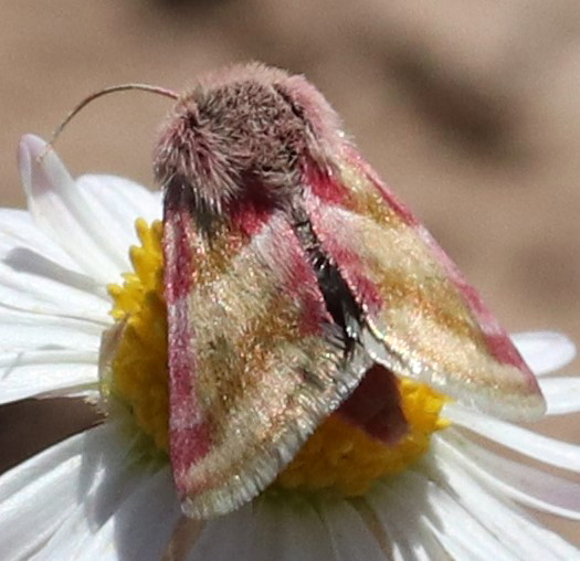 Schinia antonio