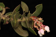 Arctostaphylos refugioensis