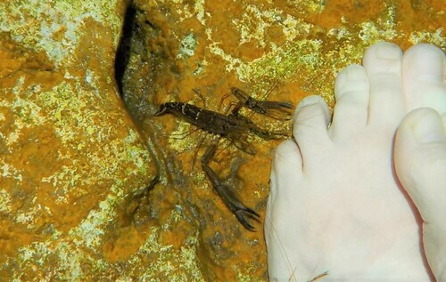 Bigarm river shrimp