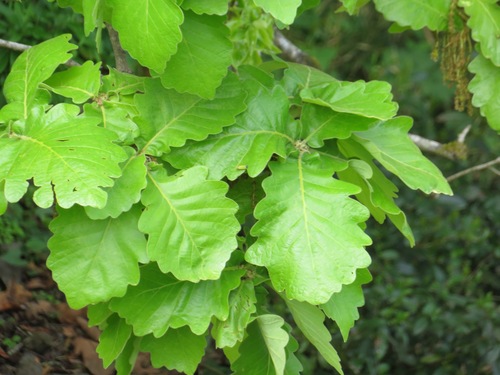 Image of Quercus dentata by (c) Marco Mussita, some rights reserved (CC BY)