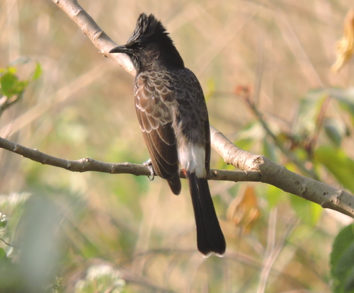 Red-vented Bulbul