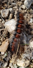 Macrothylacia digramma