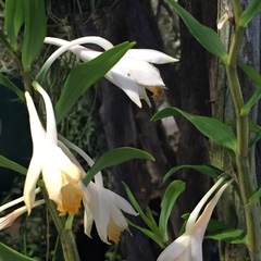 Dendrobium jaintianum