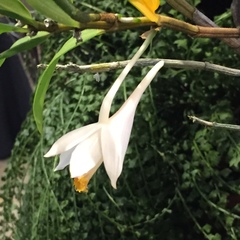 Dendrobium jaintianum