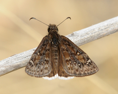 Erynnis juvenalis clitus