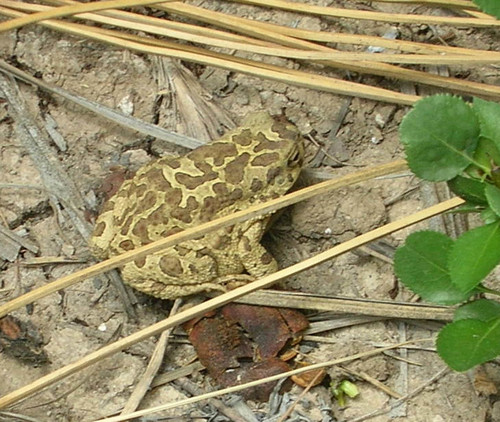 Mauritanian Toad