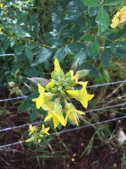 Sophoreae
